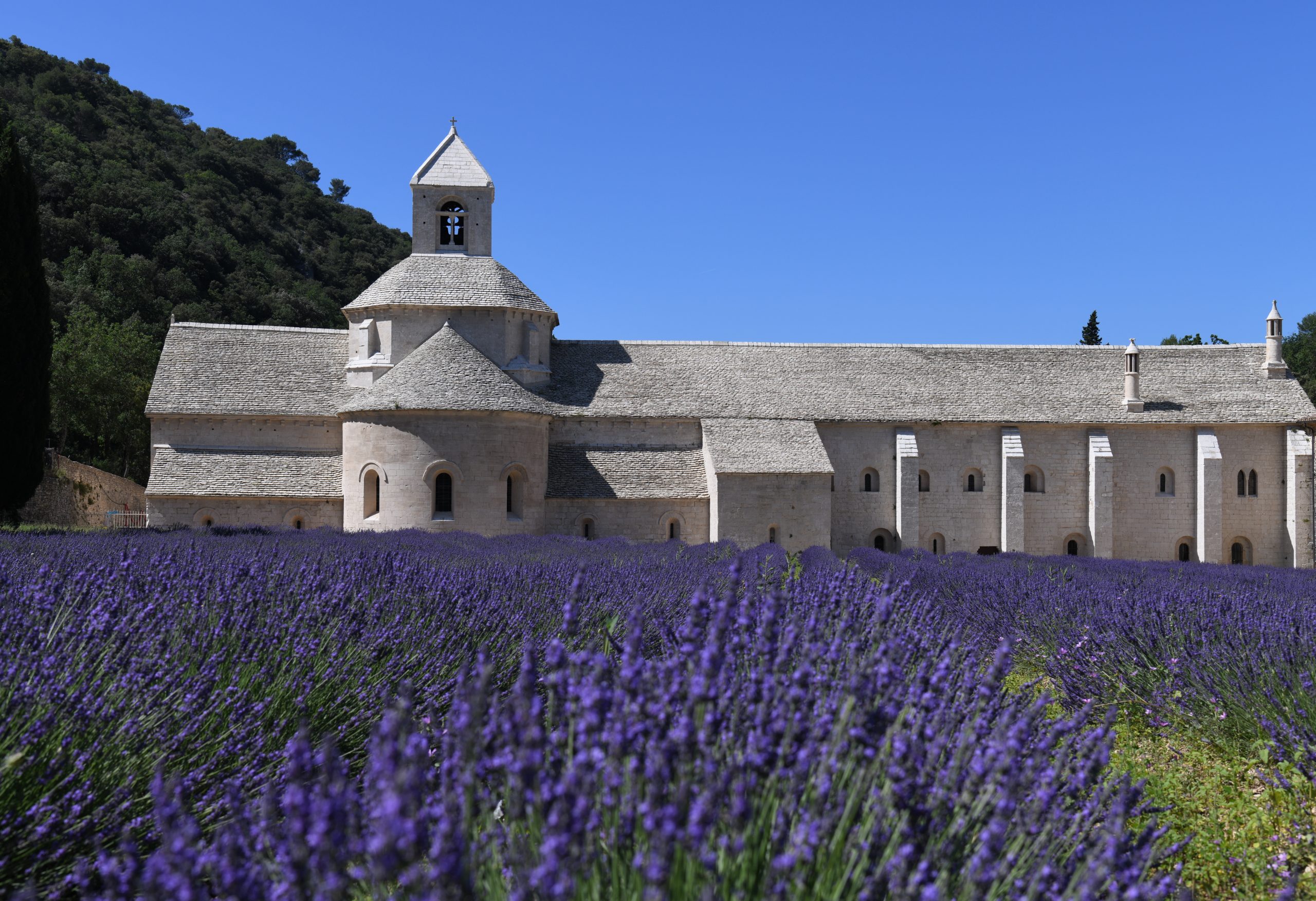 Les secrets de la récolte de la lavande en Provence : floraison, types et  bienfaits…